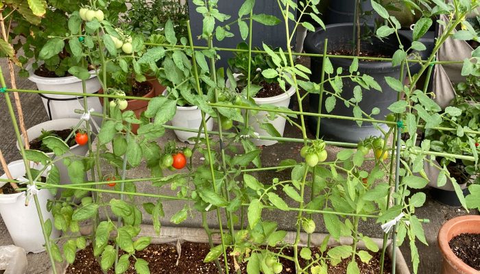 Giardino ブランドの布プランターにトマト シンコー株式会社